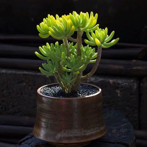 八千代多头群生高颜值多肉植物室外四季好养老桩清仓