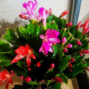 蟹爪兰开花多色花苞盆栽四季家养花卉室内办公桌阳台庭院多肉绿植