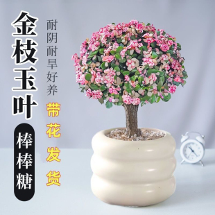 金枝玉叶棒棒糖老桩多肉植物办公室内客厅绿植花卉盆栽