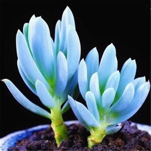 蓝松多肉植物稀有品种罕见小贵货清棚组合盆栽阳台绿植花卉