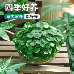 铜钱草水培植物办公室内盆栽客厅桌面绿植花卉趣味水养金钱草