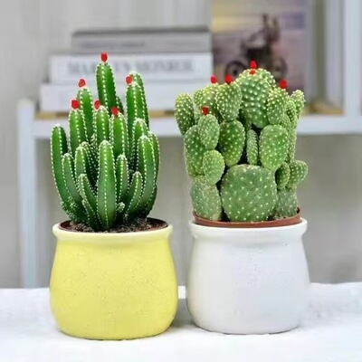 万重山多肉植物客厅盆栽仙人掌开花卉室内办公室吸好养