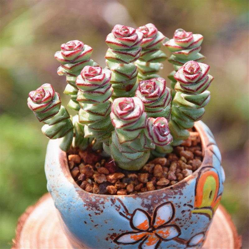 钱串桌面小盆栽招财多肉植物办公室内阳台绿植懒人花好养活