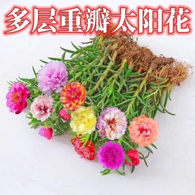 水养大花多色养不死的四季懒人太阳花苗重瓣花卉盆栽水培绿植