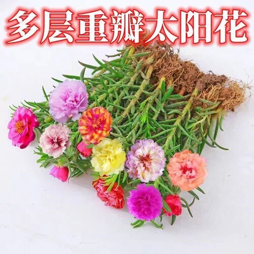 水养大花多色养不死的四季懒人太阳花苗重瓣花卉盆栽水培绿植