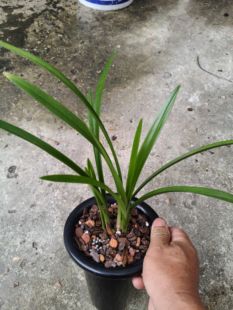 【剩手国兰】建兰,大唐宫粉