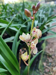 【剩手国兰】建兰:金荷,又名七彩玲珑