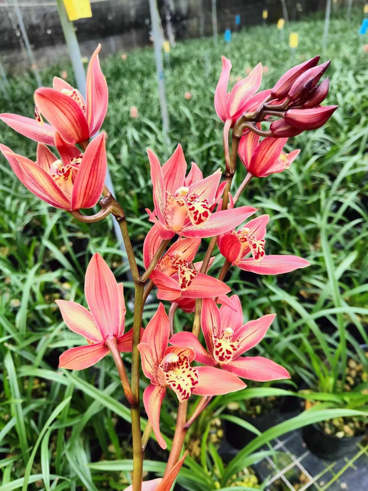 墨兰醉美人 大花香味浓郁兰花盆栽国兰绿植传统花卉老爸的花圃