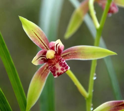 【建兰】小国魂别名逸红双娇 花香浓郁精品兰花绿植盆栽好养活