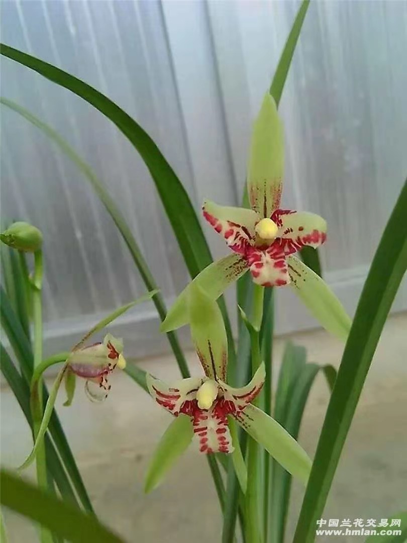 兰花四季兰 建兰吉利三星蝶花香浓郁传统花材精品兰花老爸的花圃