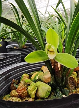 【春兰】老品种宋梅  花香浓郁好养活室内绿植花卉兰花春兰老八种
