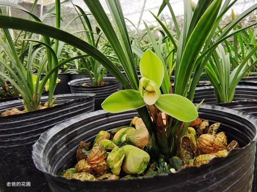 【春兰】老品种宋梅  花香浓郁好养活室内绿植花卉兰花春兰老八种