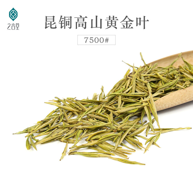 之言堂2021年绿茶新茶上市7500#昆铜高山黄金叶