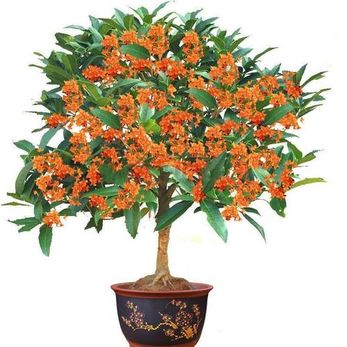 桂花树苗一物一拍庭院盆栽花卉【直播链接】