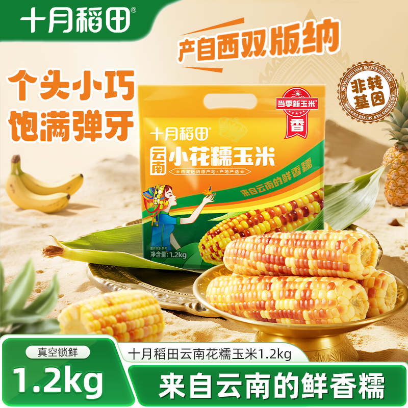 十月稻田云南小花糯玉米