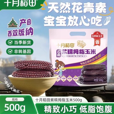 十月稻田紫糯拇指玉米