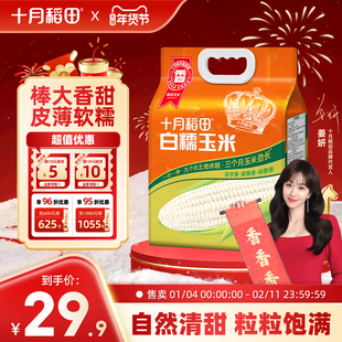 十月稻田白糯玉米8支低脂大棒黏苞米真空装包装袋粘糯香
