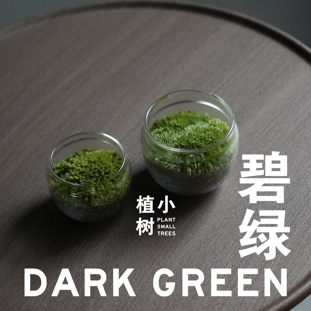 植小树  碧绿  苔藓微景观生态瓶办公室茶室桌面趣味植物小摆件 鲜花速递/花卉仿真/绿植园艺 绿植 原图主图