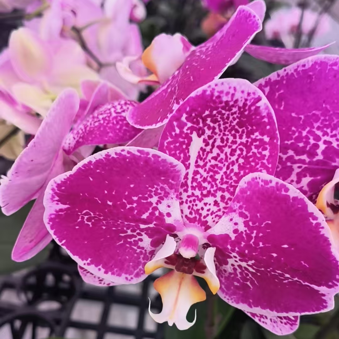 蝴蝶兰稀有品实生原生变异