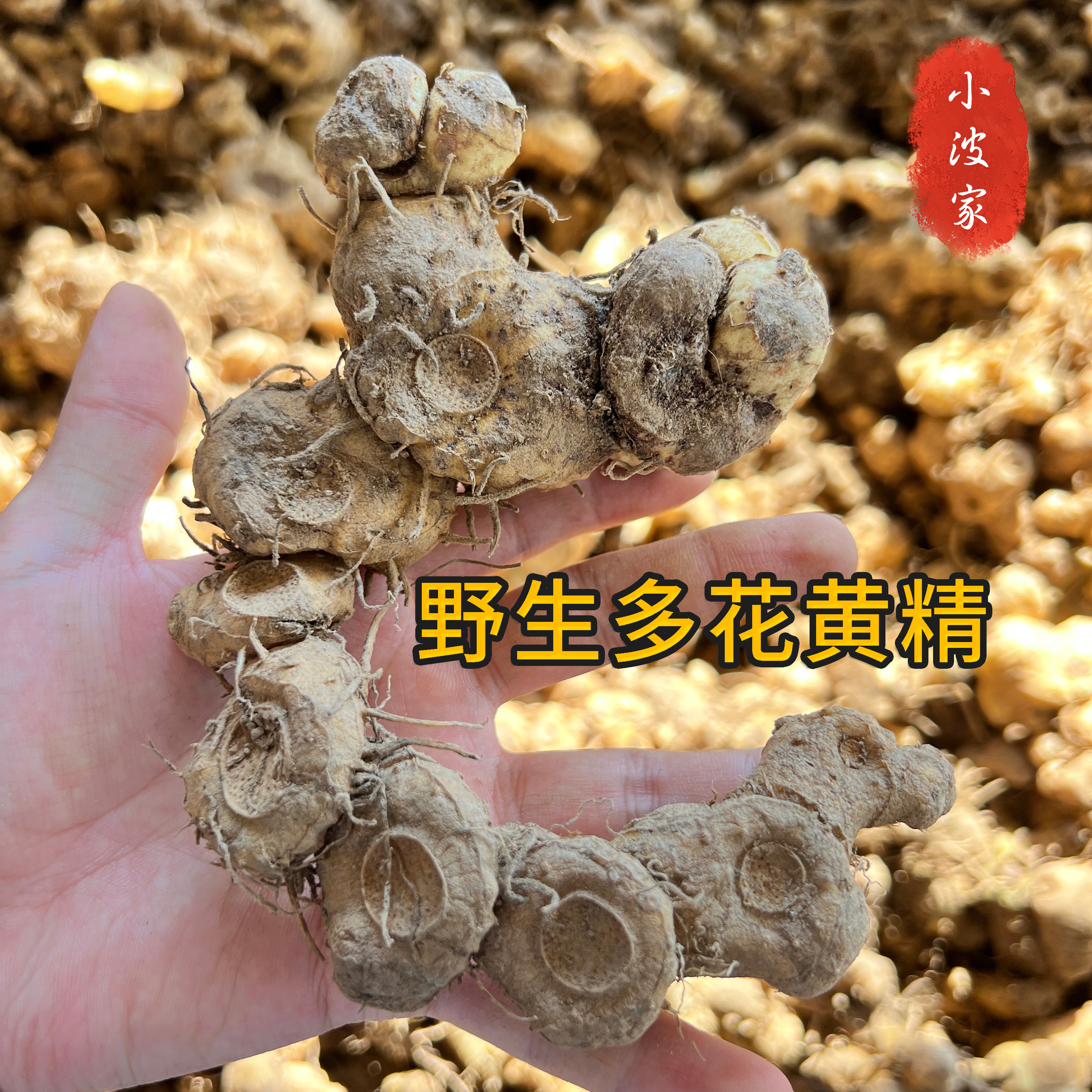 野生多花黄精 道地黄精之乡新鲜黄精 可煲汤可九制 500克