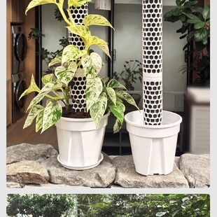 龟背竹热植专用水苔柱花盆白龟蔓绿绒可拼接新型植物攀爬柱支撑杆