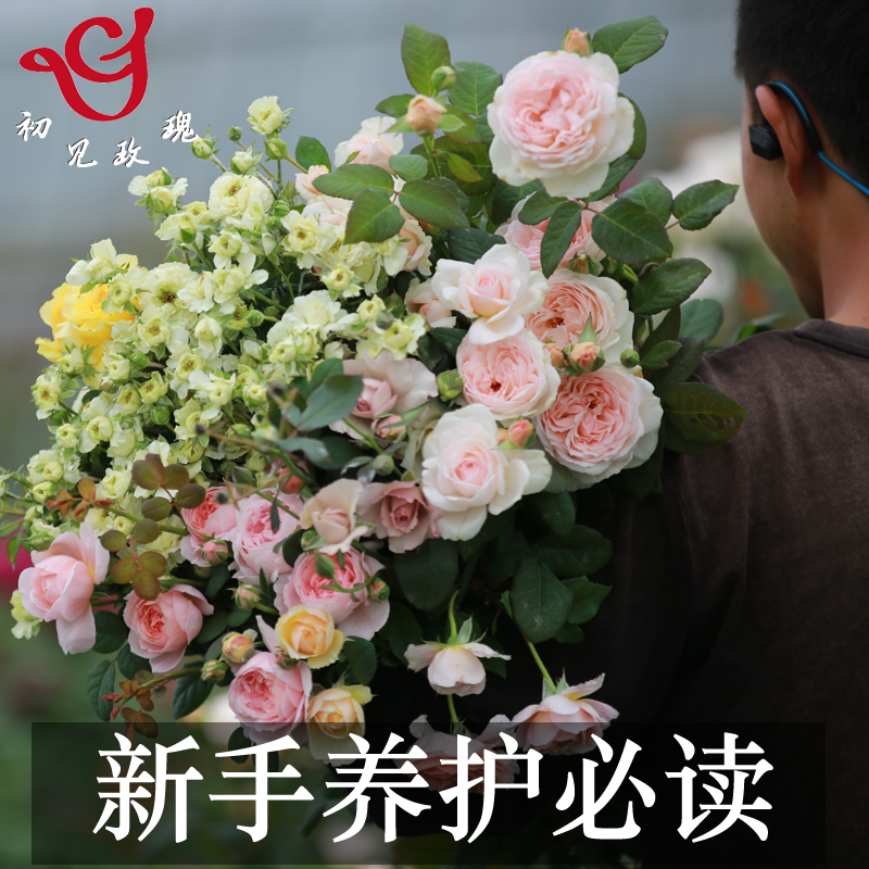 初见玫瑰园月季栽培养护新手必看图片