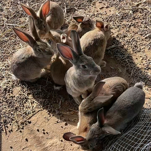 1斤兔苗活体生态散养比利时兔大型肉兔种兔公母家养食用大兔活物