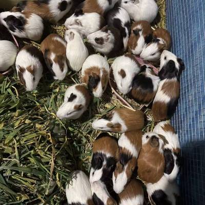 宠物荷兰猪彩豚鼠活物老鼠兔包活