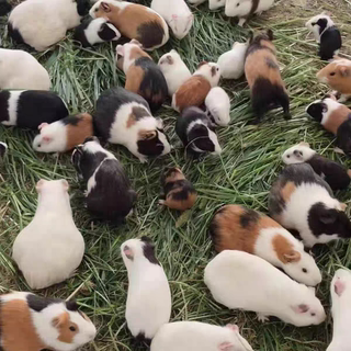 2斤家养荷兰猪宠物活体可食用老鼠兔加州荷兰鼠活物豚鼠不会咬人