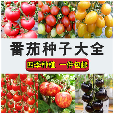 番茄种子千禧矮生番茄四季种植
