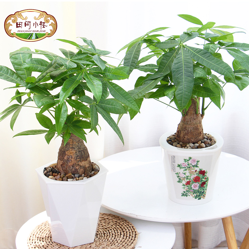 大盆发财树盆栽室内招财树水培植物客厅四季常青观叶绿植庭院盆景