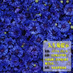 2022矢车菊鲜花500g（售罄）酵素纯露专用鲜花 2斤包邮
