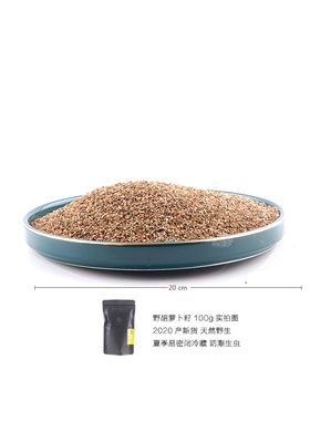 供应优质生态野胡萝卜籽100g 纯露 精油专用干料 满包邮