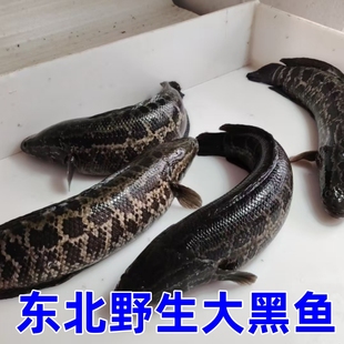 东北松花江大黑鱼2-8斤顺丰冷链发货
