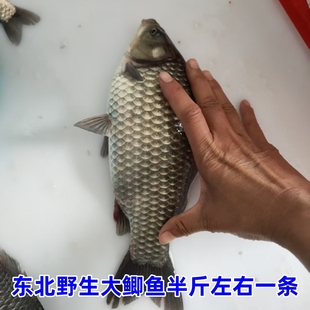 东北松花江大鲫鱼半斤左右一条6.5-7斤顺丰发货