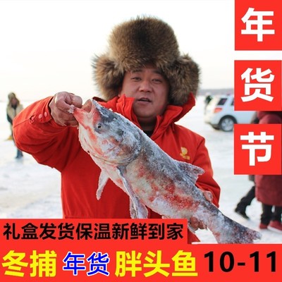 东北松花江开江鱼淡水胖头鱼整条