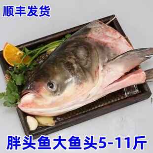 松花江胖头鱼鱼头活鱼现切冷冻冰鲜花鲢鱼鱼头4-11斤