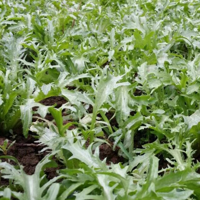 农家菜自产苦菊苦菜苦苣现拔生菜清脆爽口蘸酱涮肉凉拌现拔400g