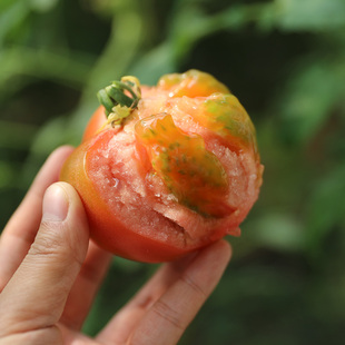 密云本地农家种植沙瓤西红柿即食农产品水果番茄自然熟现摘发500g