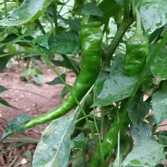 密云农家细长尖椒辣椒青辣子农家种植辣椒炒肉做青剁椒下饭菜280g
