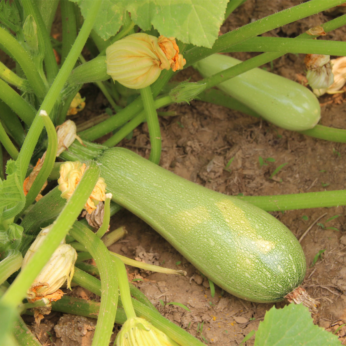 西葫芦 鲜嫩角瓜新鲜蔬菜密云农家宝宝辅食当日采摘1根250g左右