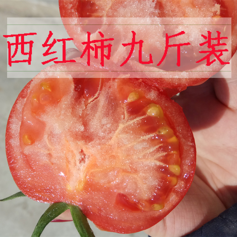 Î÷ºìÊÁ ×ÔÈ»³ÉÊìɳ·Û´ó×Ñ·¬ÇÑÉú³ÔÐÂÏÊË®¹ûÊß²Ë9½ï×°°üÓÊ