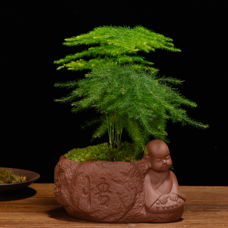 文竹盆栽梔子花發財樹富貴竹綠蘿綠植客廳辦公室內花卉植物小盆景