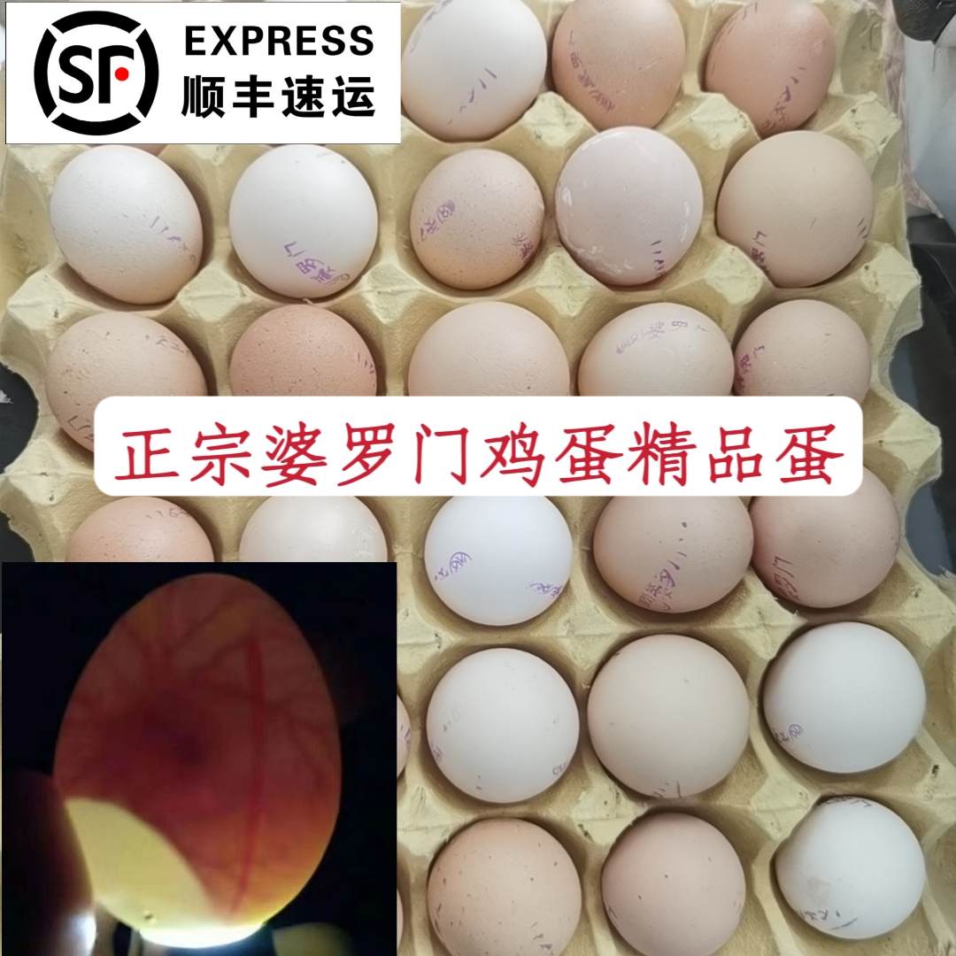纯种婆罗门鸡蛋10枚起宠物鸡蛋顺丰速运包邮新精品优质珍禽鸡蛋