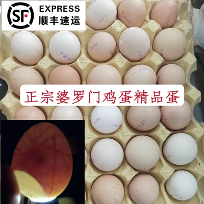 受精卵包邮顺丰空运珍禽婆罗门鸡