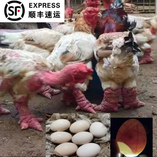 包邮 正宗越南东涛鸡种蛋粗腿鸡宠物大脚鸡蛋特别 鸡受精蛋顺丰