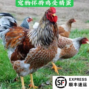 宠物鸡受精卵种蛋孵化宠物鸡蛋6枚包受精卵麒麟鸡蛋产地直发顺丰