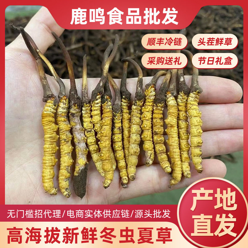2026西藏新鲜冬虫夏草头期鲜虫草无断草源头产地虫草批发顺丰包邮