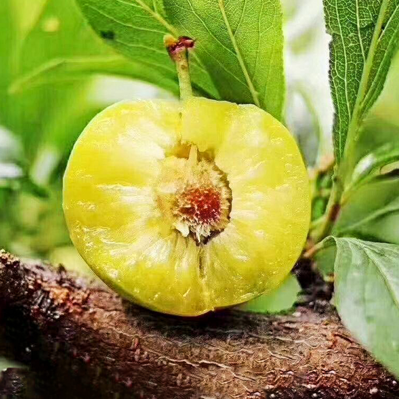 四川青脆李空心脱骨脆李子5斤新鲜水果现摘现发酸甜孕妇李