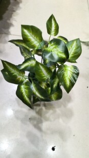 7叉花苹果叶植物墙花箱栅栏花箱饭桌茶几酒店商场工程造景室内外